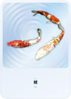 鯉, こい, koi