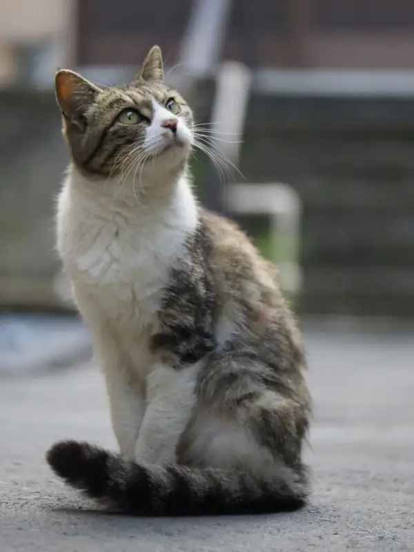 A tabby cat sitting on a quiet street in Enoshima
